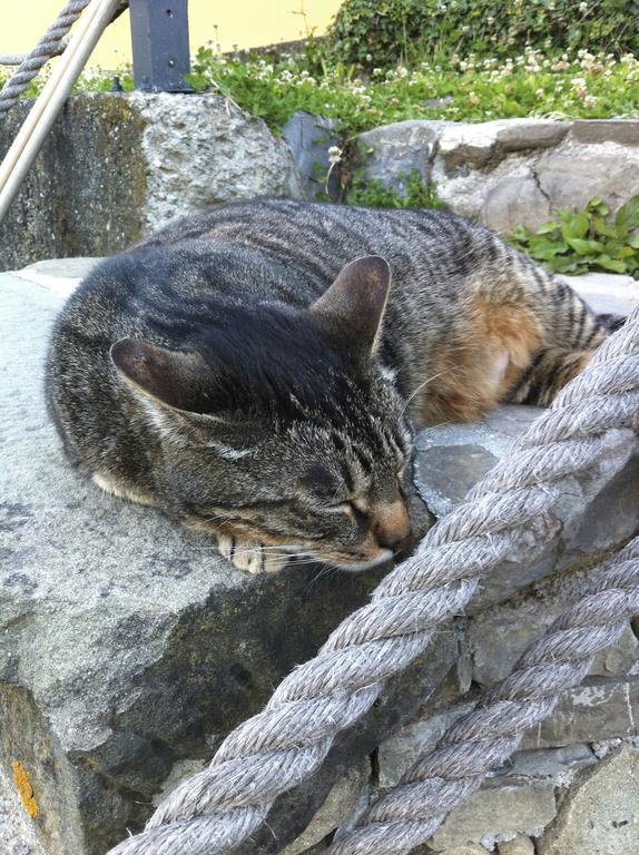 Impronte Nel Bosco Bed and Breakfast Calice al Cornoviglio Buitenkant foto